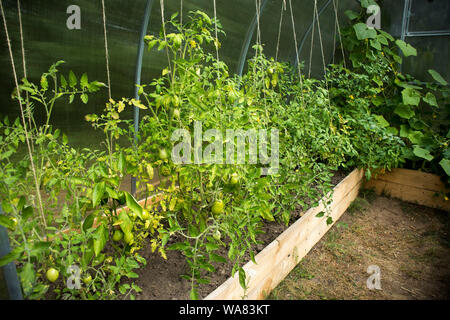 La piccola serra in un giardino con il grown-up di pomodori, cetrioli e peperoni dolci. Concezione del cibo sano e di prodotti eco-compatibili Foto Stock