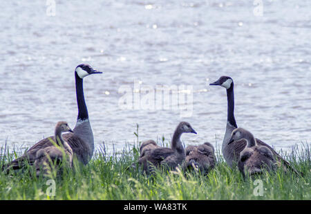 Gruppo di oche canadesi con nuovi giovani goslings, al bordo delle acque Foto Stock