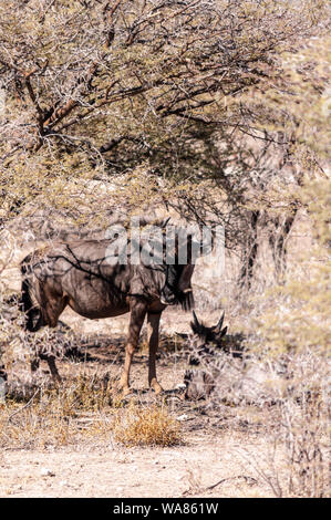 Close-up di un blu GNU, o GNU - Connochaetes taurinus- che cercano riparo dal sole di mezzogiorno sotto un albero nel Parco Nazionale Etosha, Namibia settentrionale. Foto Stock