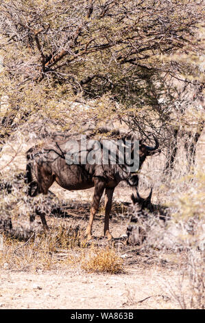 Close-up di un blu GNU, o GNU - Connochaetes taurinus- che cercano riparo dal sole di mezzogiorno sotto un albero nel Parco Nazionale Etosha, Namibia settentrionale. Foto Stock