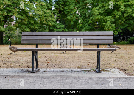 Vista del legno banco vuoto senza persone e lo sfondo di oche e macchia verde nel parco. Foto Stock