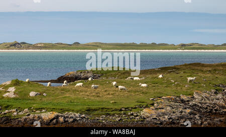 Un paio di ovini in una splendida posizione. Outer Hebrides, Scozia. Foto Stock