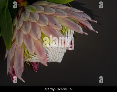 Colpo di closeup di un re isolato protea o protea cynaroides fiore su sfondo scuro Foto Stock