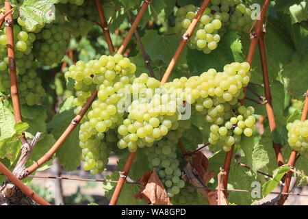 Le uve Chardonnay, Carneros Napa California Foto Stock