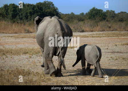 Per adulti e bambini elephant visto durante il safari in Sud Luangwa National Park, Zambia, Africa. Foto Stock