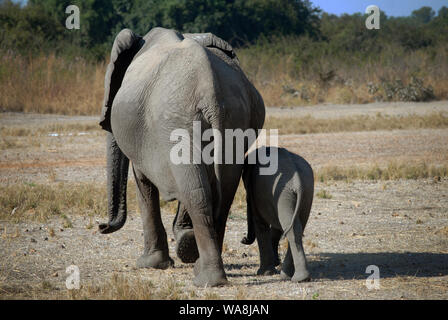 Per adulti e bambini elephant visto durante il safari in Sud Luangwa National Park, Zambia, Africa. Foto Stock