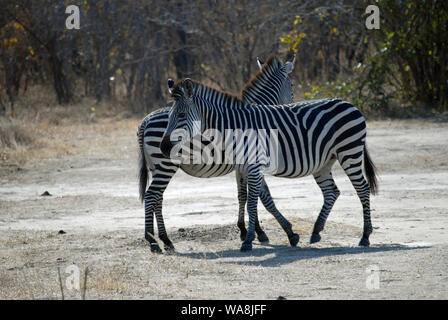 Zebre in Sud Luangwa Park, Mfuwe, Zambia. Foto Stock