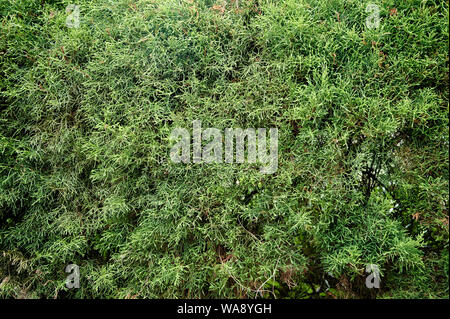 Verde di aghi di pino sfondo vista ravvicinata Foto Stock