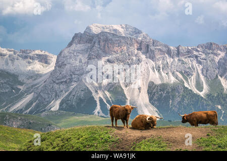 Il bestiame nelle Dolimites italiana dell'Alp montagne. Questa è stata scattata sul Seceda Foto Stock