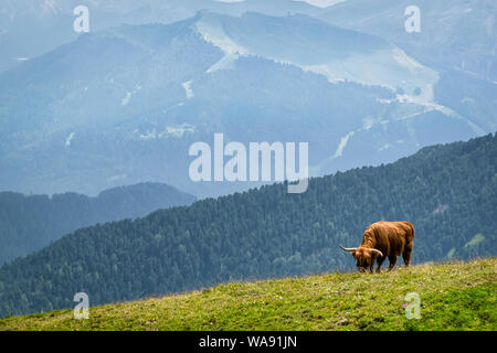 Un unico lungo cornuto mucca cavillo erba sul lato di una montagna alpina in Italia Foto Stock