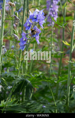 Ape su un Delphinium Elatum, Pizzo blu Foto Stock