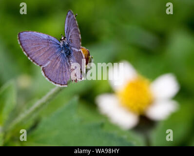 Polyommatus è un vario genere di farfalle nella famiglia Lycaenidae. La sua specie si trovano in Palearctic realm. Foto Stock