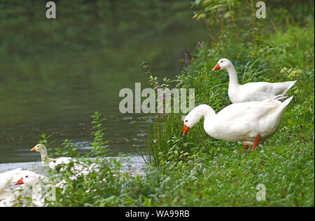 Due anatre bianco seduto in erba a bordo di un laghetto, circa a seguire altre anatre in acqua Foto Stock