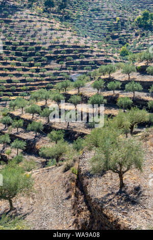 Alberi di ulivi su terrazzi hilsides vicino a Barca de Alva nel Douro internazionale parco naturale, Tras-os-Montes e Alto Douro, il Nord del Portogallo. Foto Stock