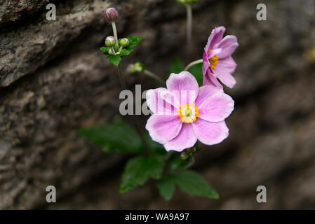 (Anemone Hybrida elegans) Anemone giapponese che cresce su un muro di pietra con il fuoco selettivo. Foto Stock