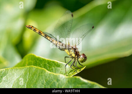 Common darter dragonfly appoggiata su una foglia di magnolia. Foto Stock