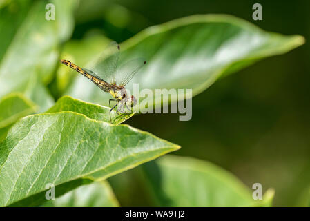 Common darter dragonfly appoggiata su una foglia di magnolia.