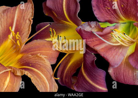 Vintage daylily macro di un trio di orange,viola,fiori rossi,sfondo nero,texture dettagliate, arte still life vintage stile di pittura, simbolico Foto Stock