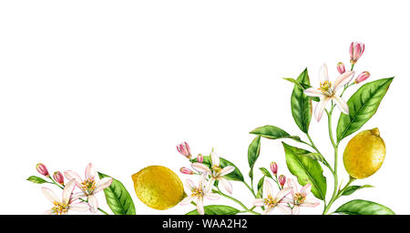 Limone il ramo inferiore angolo composizione. Realistico acquerello botanico illustrazione con alberi di agrumi e fiori, disegnati a mano con motivi floreali isolato Foto Stock