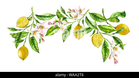 Frutta limone ramo composizione del telaio. Realistico acquerello botanico illustrazione con alberi di agrumi e fiori, disegnati a mano isolato design floreale sul Foto Stock