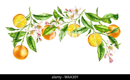 Frutta di arancia ramo composizione del telaio. Realistico acquerello botanico illustrazione con fiori di agrumi, disegnati a mano isolato design floreale sul bianco. Foto Stock
