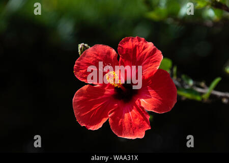 Un rosso di fiori di ibisco contro uno sfondo scuro, Sicilia Foto Stock