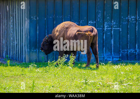Il bisonte europeo Bison bonasus , noto anche come il bisonte europeo o la foresta europea bison Foto Stock