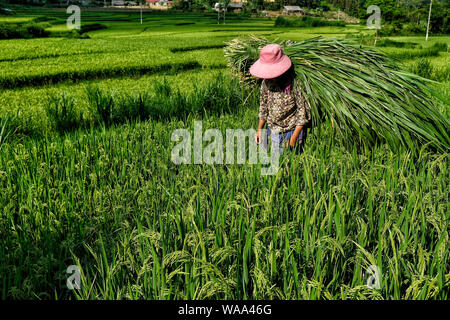 Donna vietnamita che trasportano il mais vicino a Sapa. Foto Stock