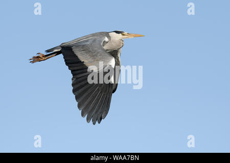 Airone cenerino / Graureiher ( Ardea cinerea ) in volo, battenti, cielo blu, tipica postura di volo, la fauna selvatica, l'Europa. Foto Stock