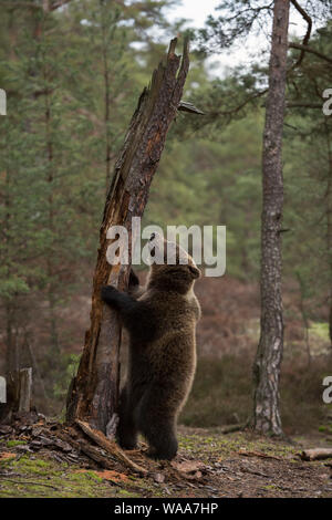 Unione orso bruno / Europaeischer Braunbaer ( Ursus arctos ), giocoso giovani cub, in piedi sulle zampe posteriori di fronte a un vecchio albero, sembra carino e divertente Foto Stock