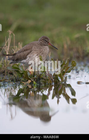 Redshank / Rotschenkel ( Tringa totanus ), riposo / sono ' appollaiati, seduto o in piedi al terrapieno di un canale di drenaggio di un prato umido, l'Europa. Foto Stock