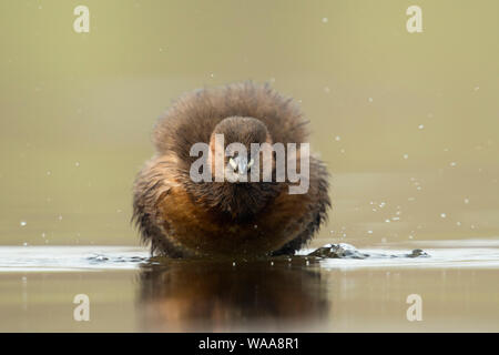 Tuffetto / Zwergtaucher ( Tachybaptus ruficollis ), adulto in abito di allevamento, funny vista frontale, scuotere le sue piume, piumaggio, la fauna selvatica. Foto Stock