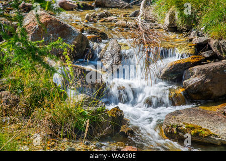 Un piccolo e fresco torrente alpino nel folto della foresta. Foto Stock