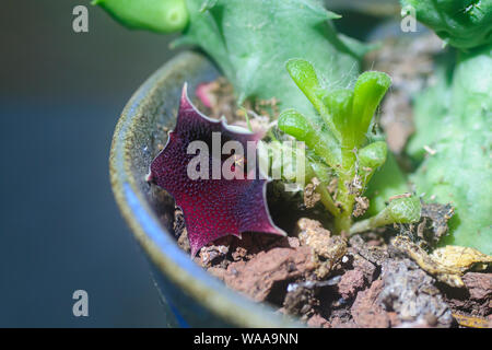 Fioritura Huernia keniensis (Drago keniota Fiore) è un tropicale, piante succulente con 5 ad angolo grigio-verde steli con alcune chiazze rosse, fino a un massimo di 5 inche Foto Stock