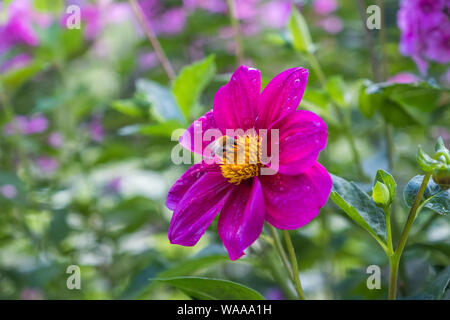 Un bumblebee atterra su un rosa luminoso giardino Dahlia Fiore a Claude Monet a Giverny, Francia Foto Stock