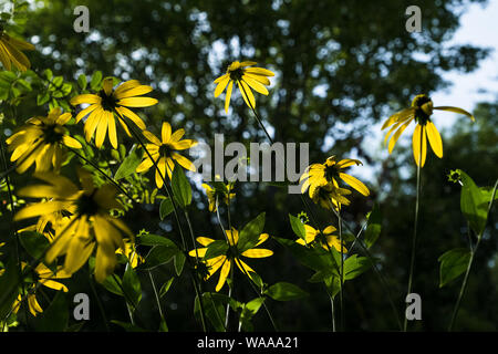 Di colore giallo brillante coneflowers brillano al sole estivo a Claude Monet a Giverny, Francia Foto Stock