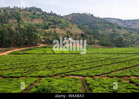 La piantagione di tè accanto al Katuna a Kigali Road (NR3) nella provincia settentrionale del Ruanda, Africa orientale Foto Stock