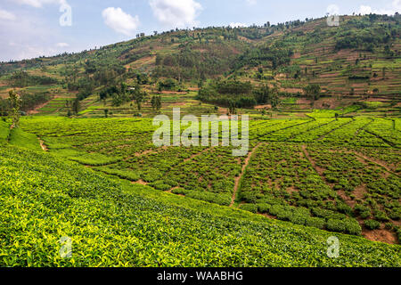 La piantagione di tè accanto al Katuna a Kigali Road (NR3) nella provincia settentrionale del Ruanda, Africa orientale Foto Stock