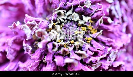 Secco fiore di gerbera Foto Stock