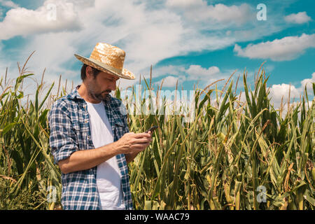 Agronomo la digitazione di un messaggio di testo sullo smartphone nel campo di mais sulle soleggiate giornate estive, utilizzando le moderne tecnologie per la comunicazione in agricoltura Foto Stock