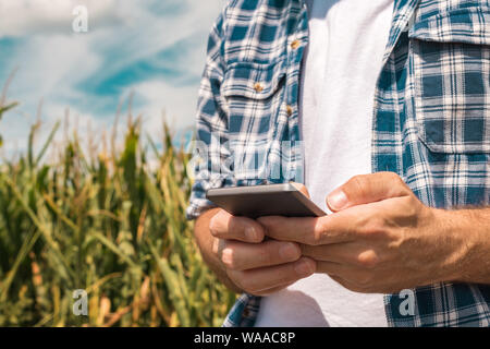 Agronomo la digitazione di un messaggio di testo sullo smartphone nel campo di mais sulle soleggiate giornate estive, utilizzando le moderne tecnologie per la comunicazione in agricoltura, c Foto Stock
