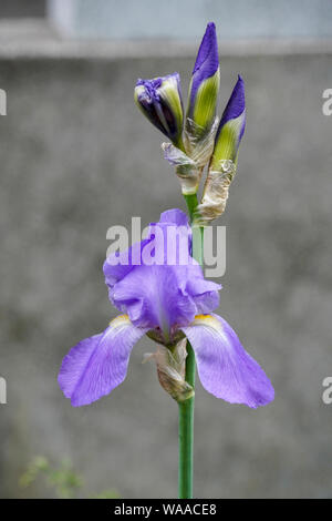 Iris Viola che crescono in un giardino. Fotografato in Romania nel mese di maggio Foto Stock
