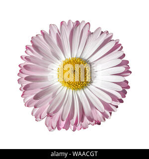 Pink Daisy isolati su sfondo bianco. Bellis perennis piccolo fiore selvatico, vista dall'alto Foto Stock