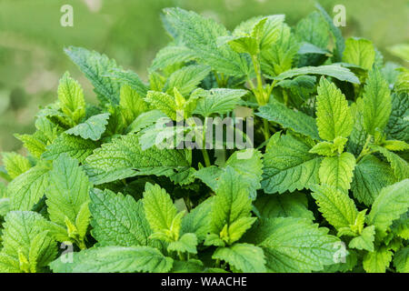 Erbe aromatiche da giardino, balsamo al limone, Melissa officinalis, foglie nuove fresche nelle erbe da letto Foto Stock