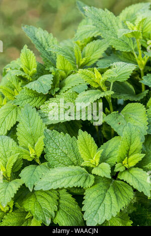 Le erbe del giardino, Melissa, melissa officinalis, fresche foglie di nuovo nel letto Foto Stock