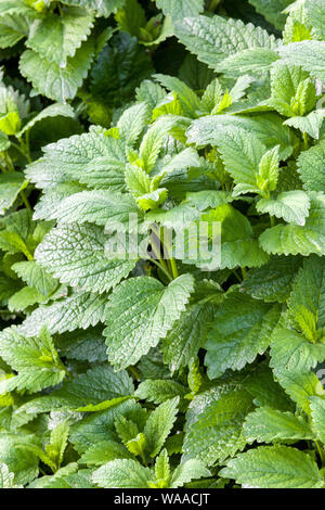 Melissa foglie, Melissa officinalis in letto, le erbe del giardino Foto Stock