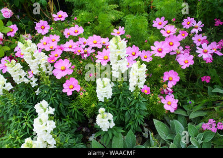 Close-up di antirrhinums e cosmo fioritura in un inglese un giardino estivo confine - Giovanni Gollop Foto Stock