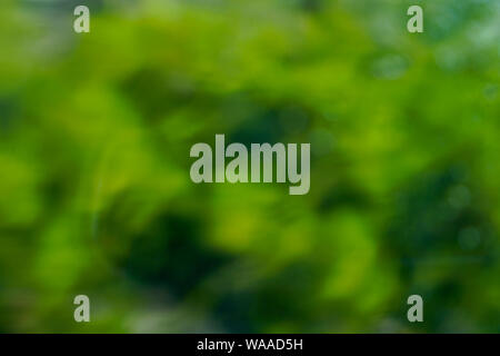 Abstract verde sfondo sfocato di piante in un giardino Foto Stock