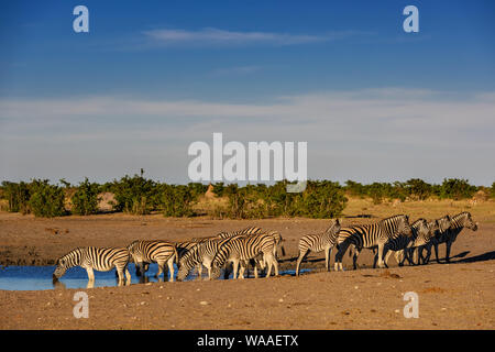 Le pianure Zebra - Equus quagga; grande cavallo popolare come animale da savane africane; Parco Nazionale Etosha; Namibia Foto Stock