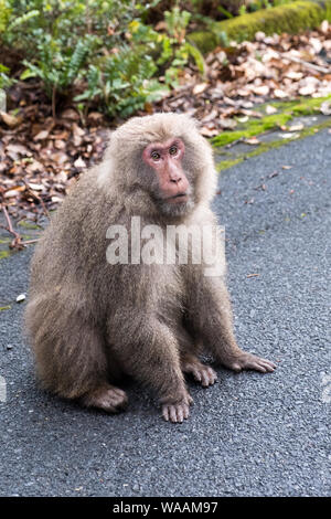 Una scimmia macaco sorge sul lato della strada a guardare nel la distanza con una stanza per la copia Foto Stock